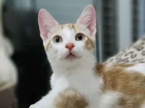 Gato ra a SRD idade 2 a 6 meses nome Nick