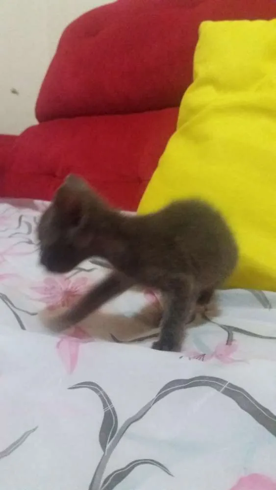 Gato ra a Comum idade Abaixo de 2 meses nome Gatinhos