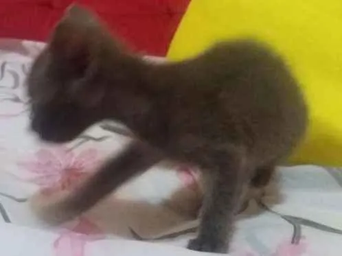 Gato ra a Comum idade Abaixo de 2 meses nome Gatinhos