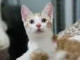 Nick