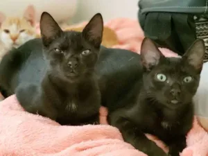 Gato raça SRD idade 2 a 6 meses nome Pretinha
