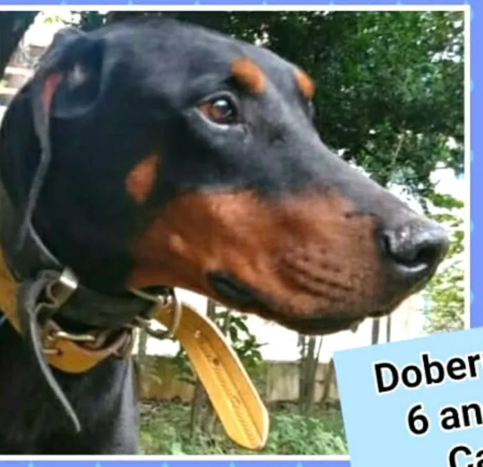 Cachorro ra a Doberman  idade 5 anos nome Poseidon 