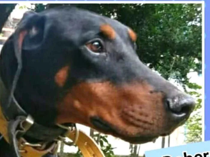 Cachorro ra a Doberman  idade 5 anos nome Poseidon 