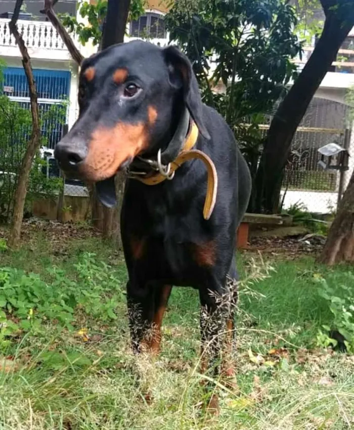 Cachorro ra a Doberman  idade 5 anos nome Poseidon 