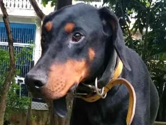 Cachorro ra a Doberman  idade 5 anos nome Poseidon 