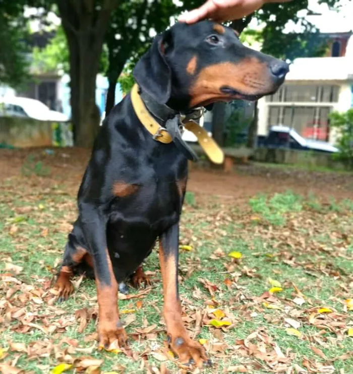 Cachorro ra a Doberman  idade 5 anos nome Poseidon 