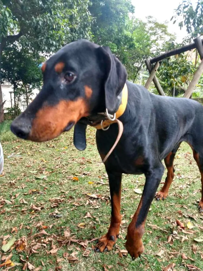 Cachorro ra a Doberman  idade 5 anos nome Poseidon 