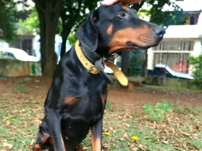 Cachorro ra a Doberman  idade 5 anos nome Poseidon 