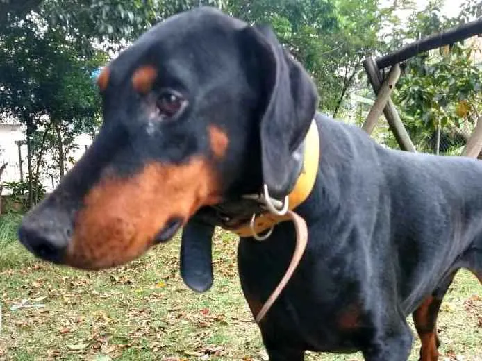 Cachorro ra a Doberman  idade 5 anos nome Poseidon 