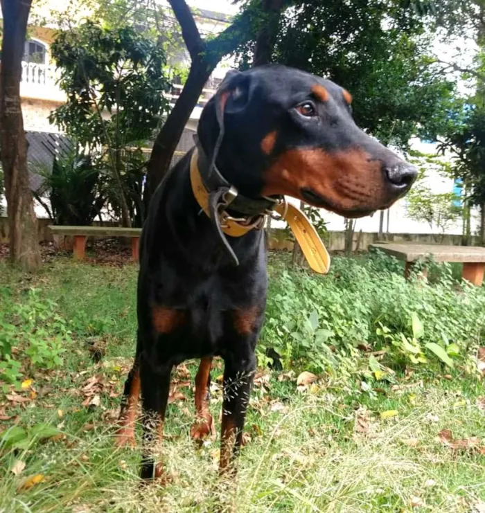 Cachorro ra a Doberman  idade 5 anos nome Poseidon 