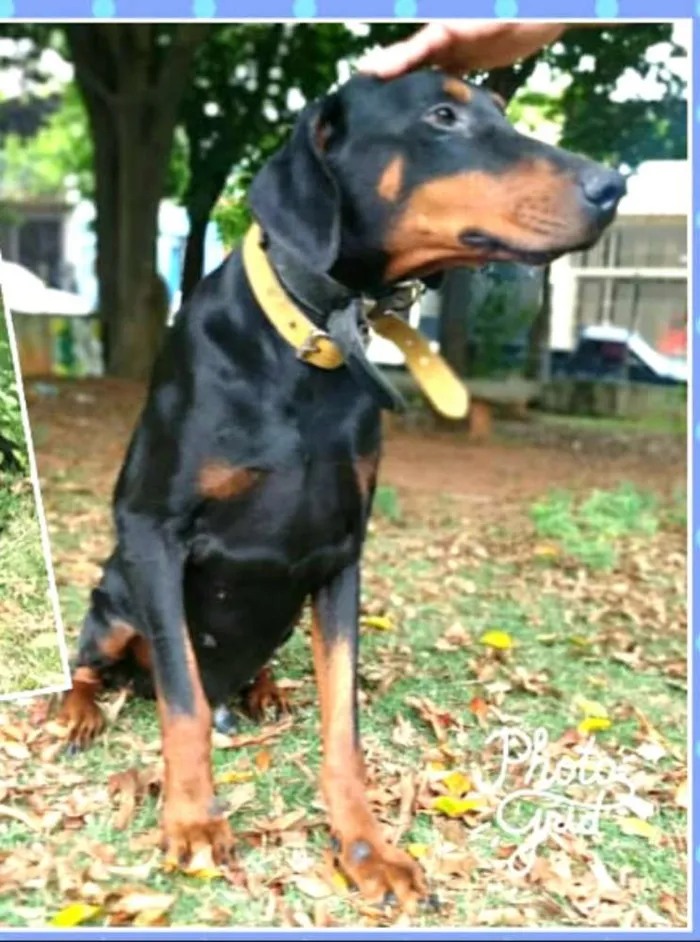 Cachorro ra a Doberman  idade 5 anos nome Poseidon 