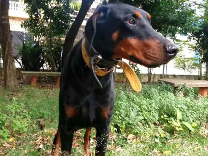 Cachorro ra a Doberman  idade 5 anos nome Poseidon 