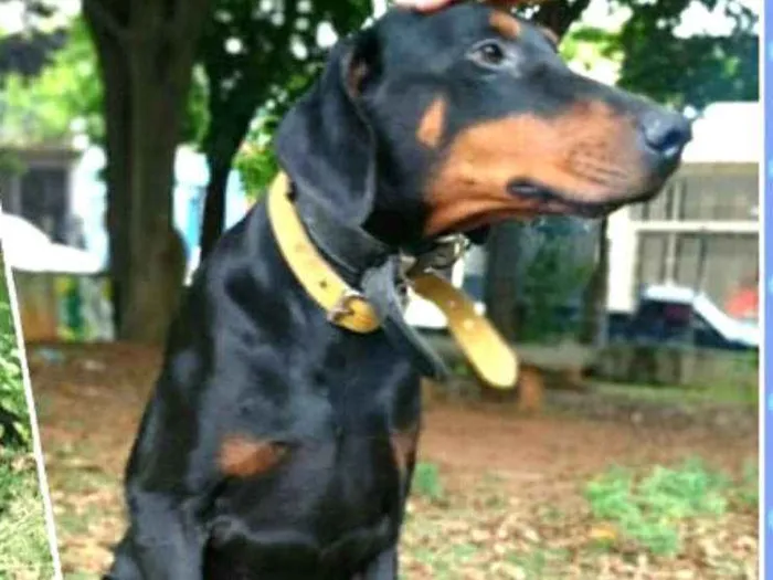Cachorro ra a Doberman  idade 5 anos nome Poseidon 