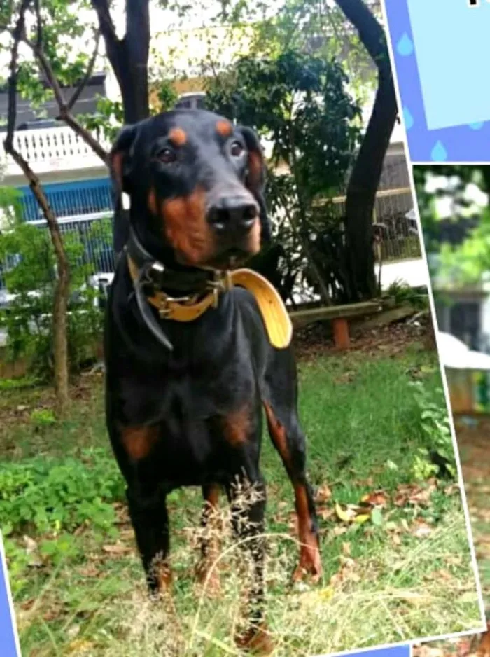 Cachorro ra a Doberman  idade 5 anos nome Poseidon 