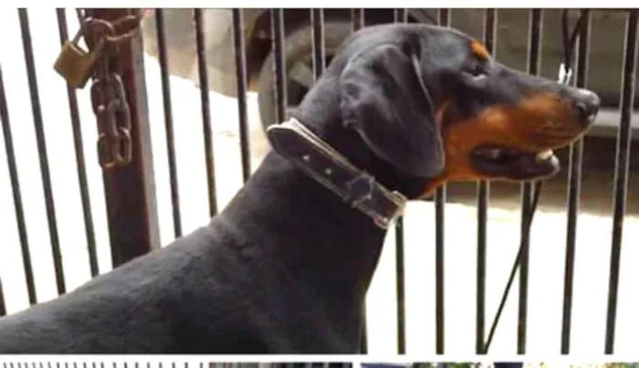 Cachorro ra a Doberman  idade 5 anos nome Poseidon 