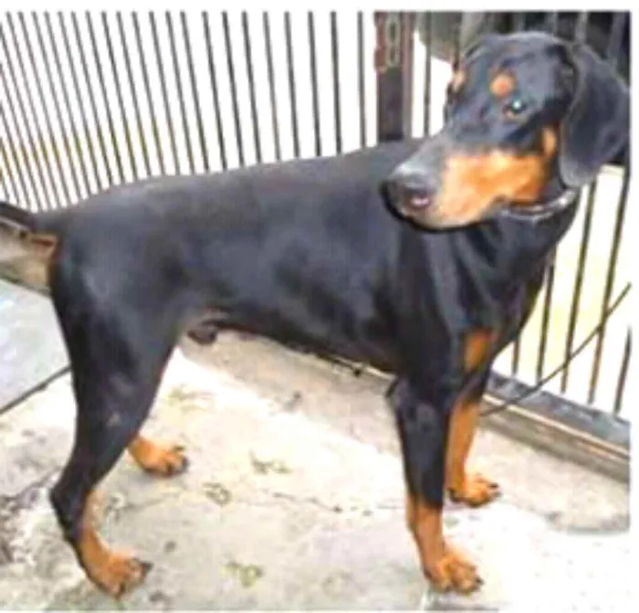 Cachorro ra a Doberman  idade 5 anos nome Poseidon 