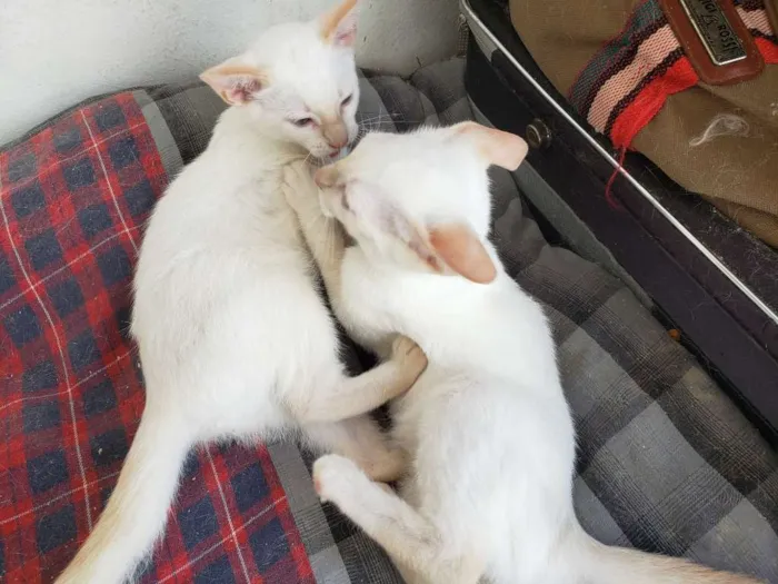 Gato ra a RNI idade 2 a 6 meses nome Spot e Líli