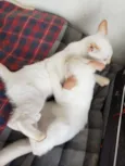 Spot e Líli