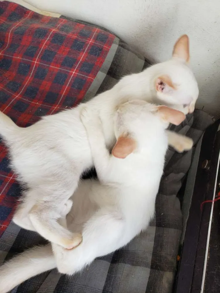 Gato ra a RNI idade 2 a 6 meses nome Spot e Líli