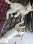 Spot e Líli