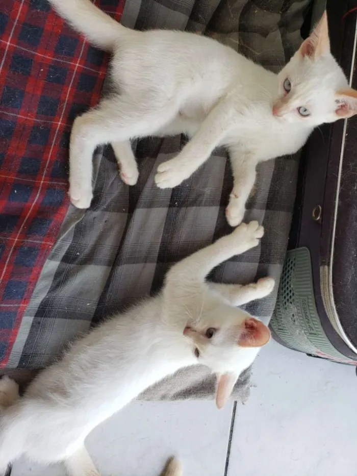 Gato ra a RNI idade 2 a 6 meses nome Spot e Líli