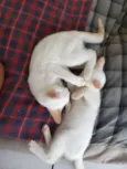 Spot e Líli