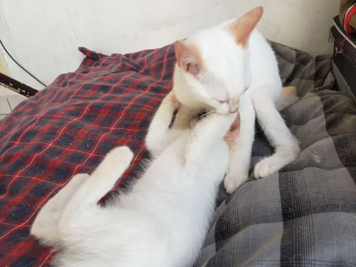 Gato ra a RNI idade 2 a 6 meses nome Spot e Líli