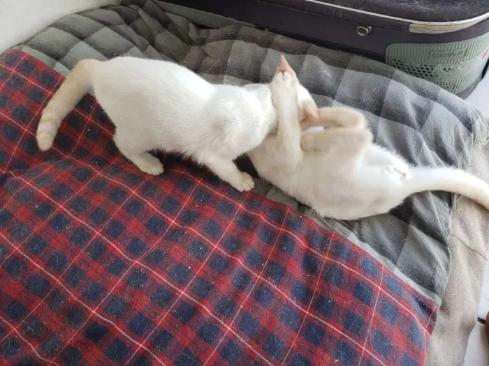 Gato ra a RNI idade 2 a 6 meses nome Spot e Líli