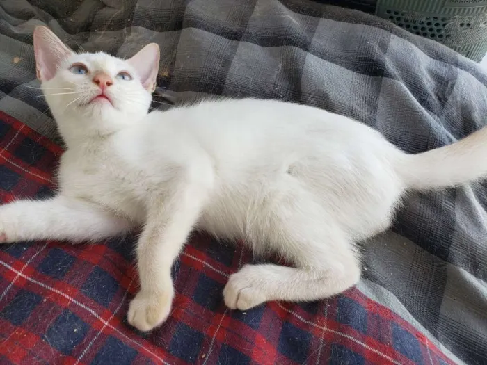 Gato ra a RNI idade 2 a 6 meses nome Spot e Líli