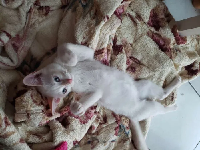 Gato ra a RNI idade 2 a 6 meses nome Spot e Líli