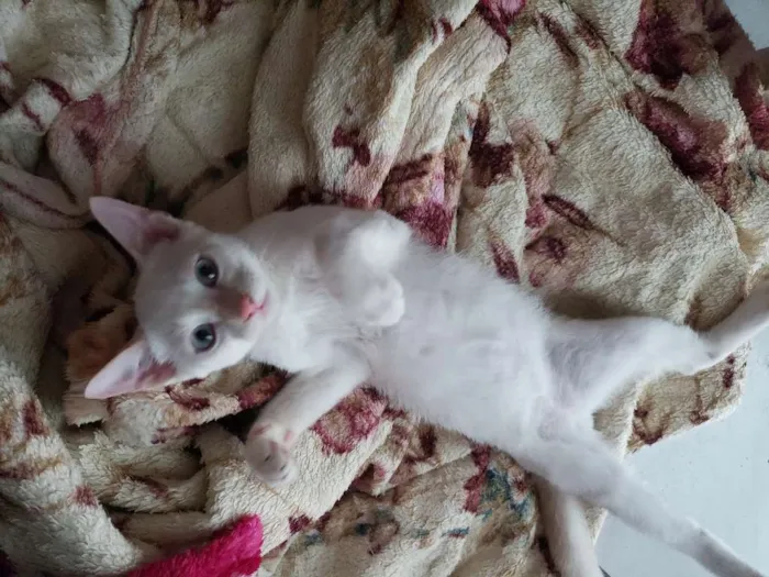Gato ra a RNI idade 2 a 6 meses nome Spot e Líli