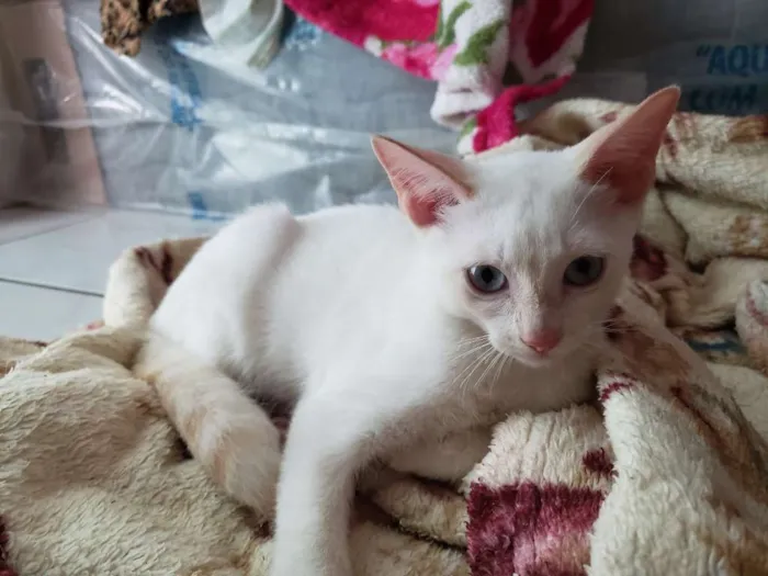 Gato ra a RNI idade 2 a 6 meses nome Spot e Líli