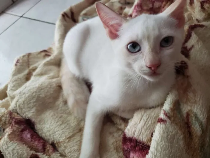 Gato ra a RNI idade 2 a 6 meses nome Spot e Líli
