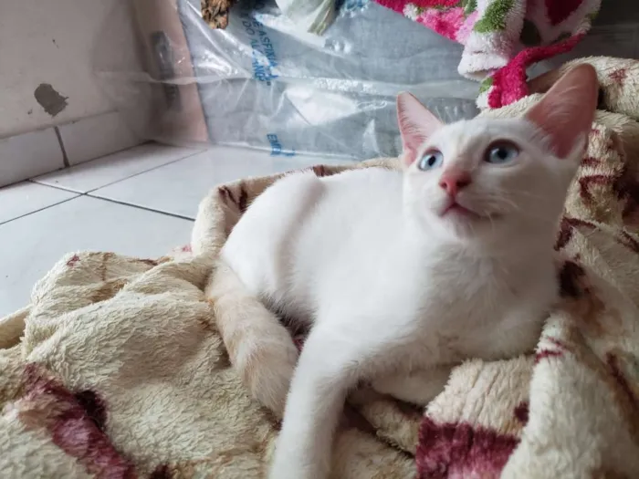 Gato ra a RNI idade 2 a 6 meses nome Spot e Líli