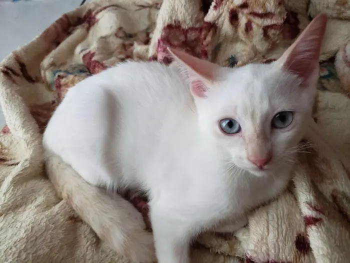 Gato ra a RNI idade 2 a 6 meses nome Spot e Líli