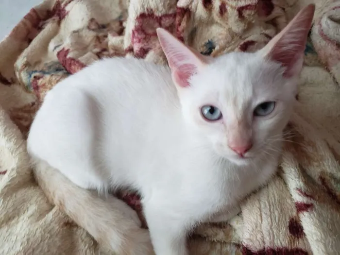 Gato ra a RNI idade 2 a 6 meses nome Spot e Líli