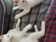 Spot e Líli