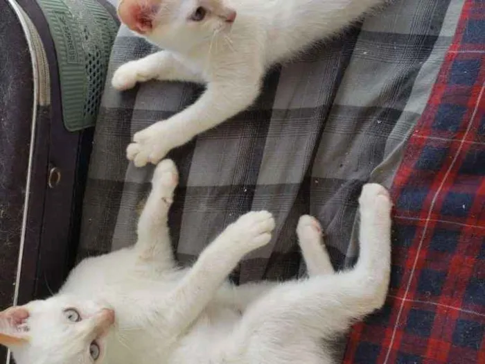 Gato ra a RNI idade 2 a 6 meses nome Spot e Líli