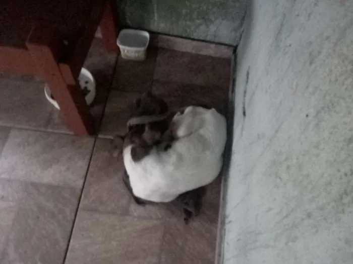 Cachorro ra a Vira lata  idade 7 a 11 meses nome Atena