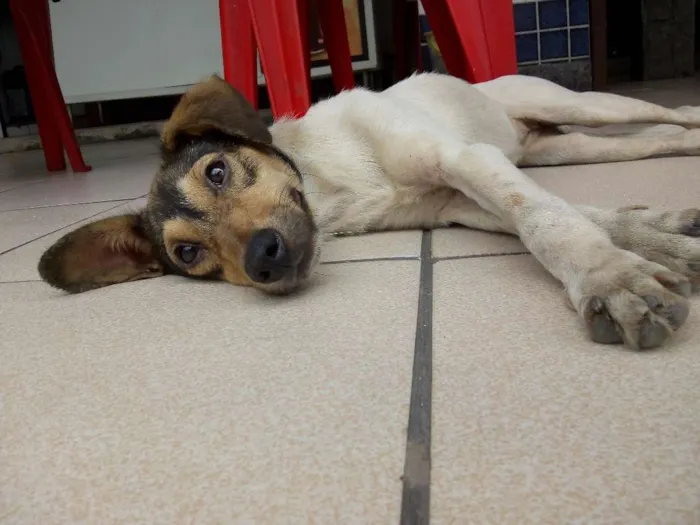 Cachorro ra a Vira lata  idade 7 a 11 meses nome Atena