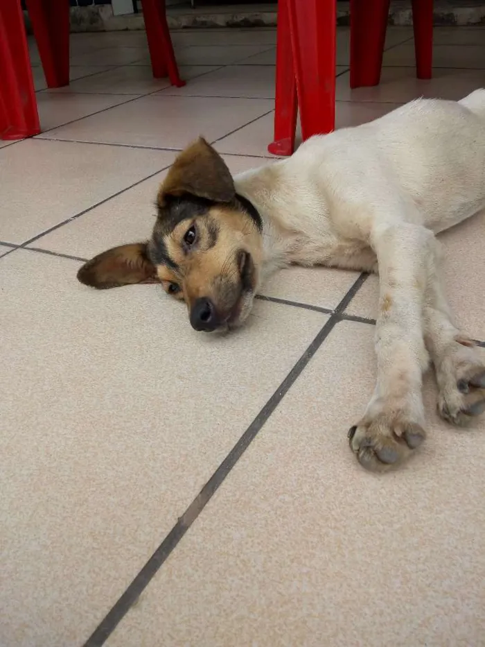 Cachorro ra a Vira lata  idade 7 a 11 meses nome Atena