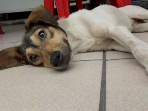 Cachorro raça Vira lata  idade 7 a 11 meses nome Atena