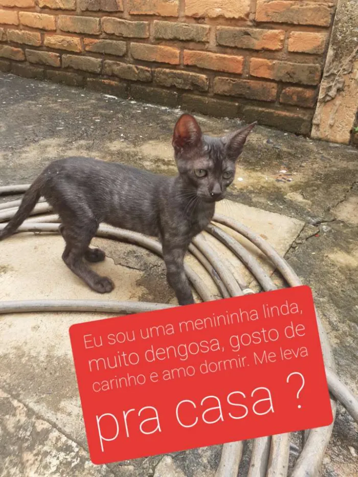 Gato ra a SRD idade 2 a 6 meses nome Gatinhos 