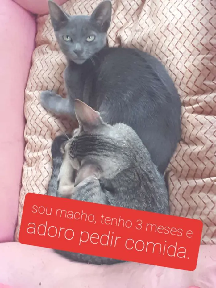 Gato ra a SRD idade 2 a 6 meses nome Gatinhos 