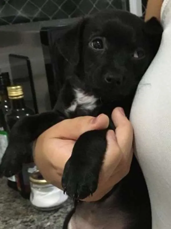 Cachorro ra a  idade Abaixo de 2 meses nome Pretinho
