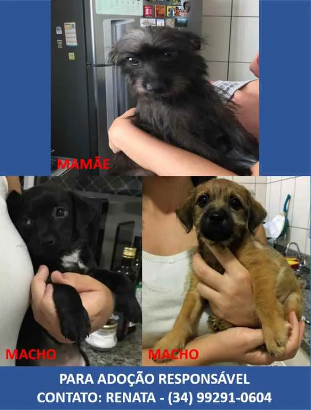 Cachorro ra a  idade Abaixo de 2 meses nome Pretinho