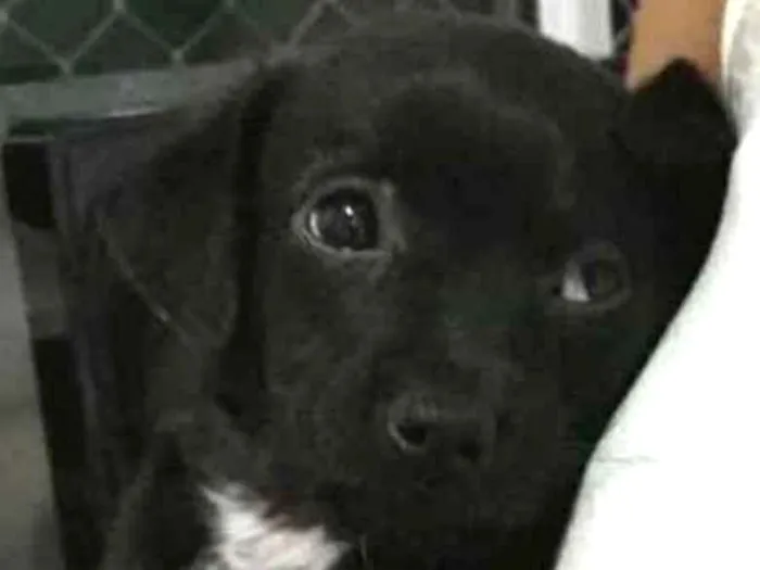 Cachorro ra a  idade Abaixo de 2 meses nome Pretinho