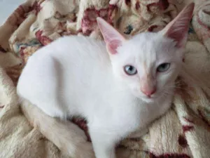Gato raça RNI idade 2 a 6 meses nome Spot e Líli
