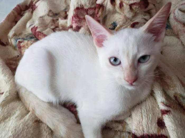 Gato ra a RNI idade 2 a 6 meses nome Spot e Líli