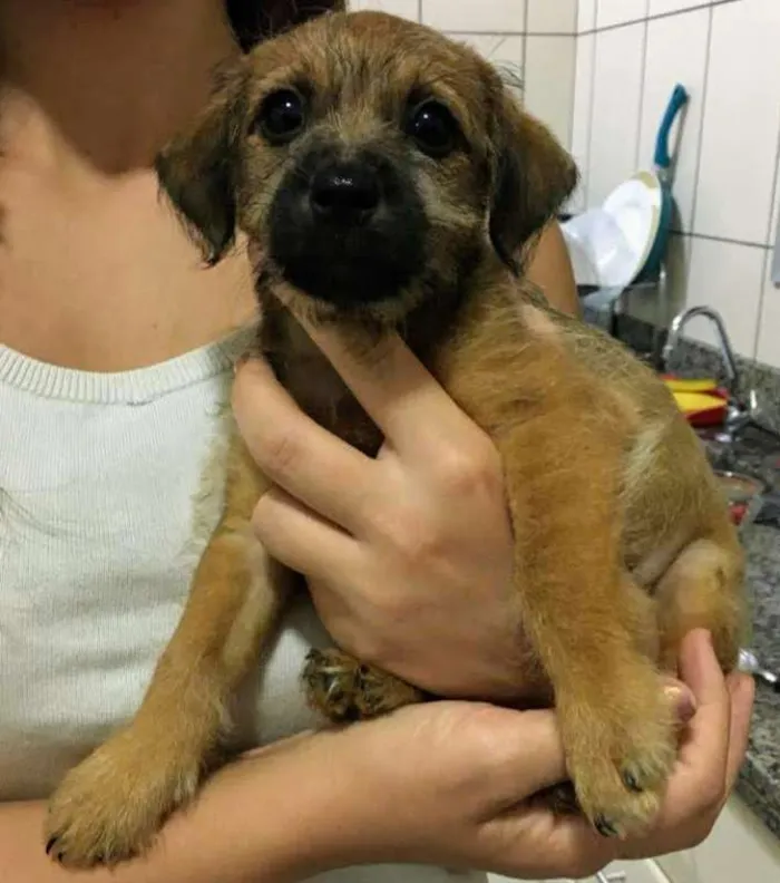 Cachorro ra a  idade Abaixo de 2 meses nome Caramelo